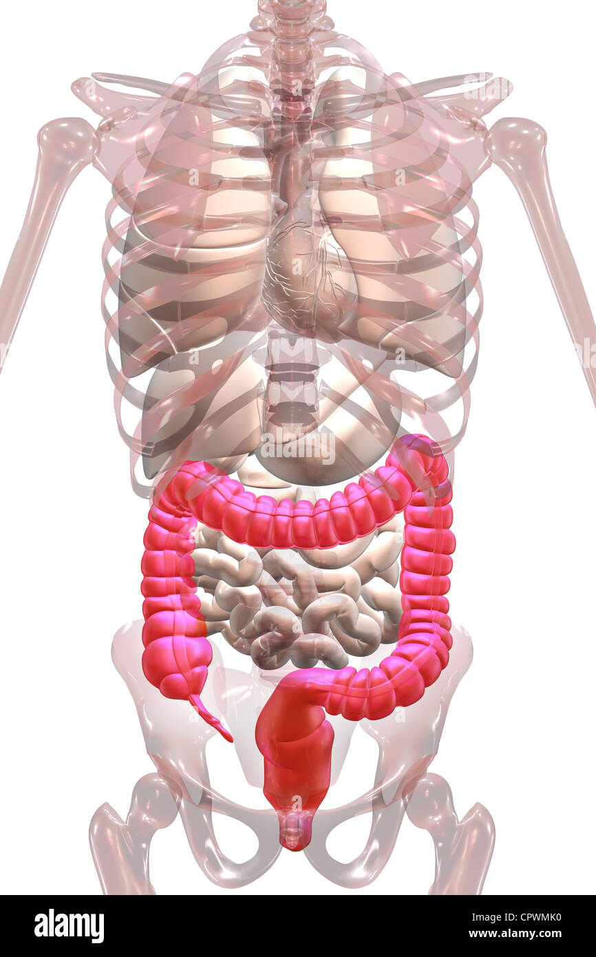 Illustrazione anatomica che mostra l'appendice, cieco e del colon Foto Stock