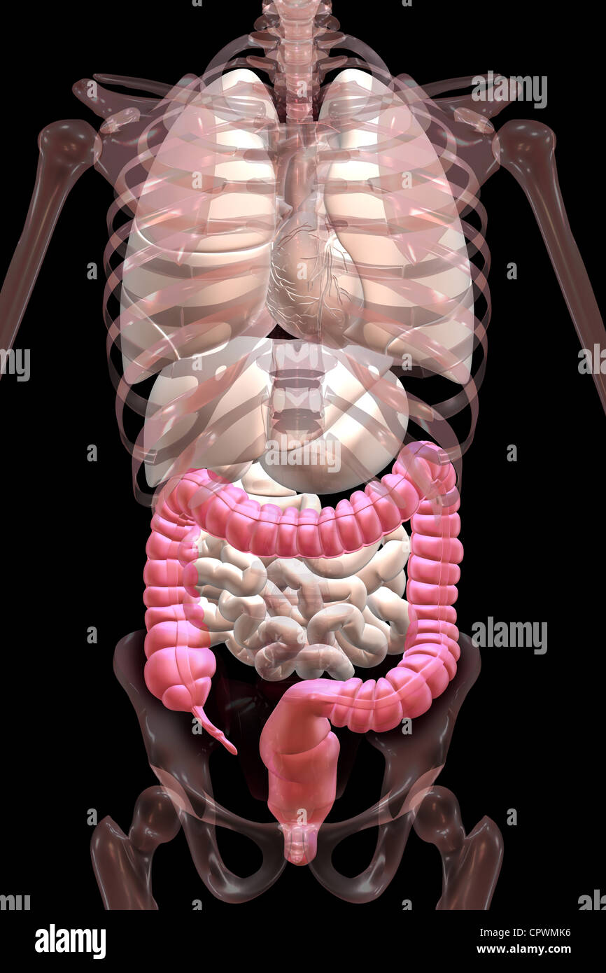 Illustrazione anatomica che mostra l'appendice, cieco e del colon Foto Stock