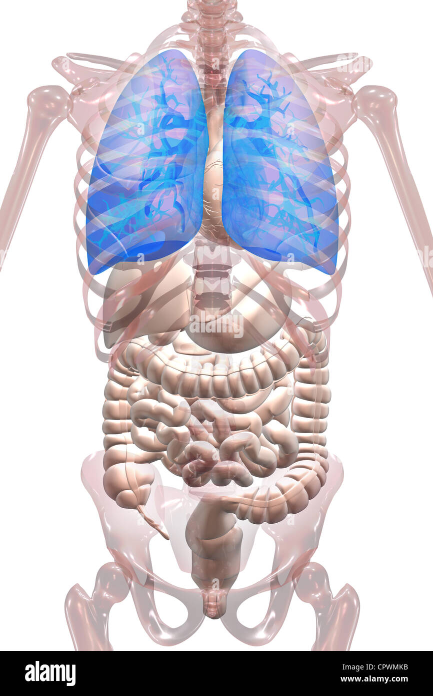 Illustrazione anatomica del corpo umano che mostra ai polmoni e ad altri organi Foto Stock