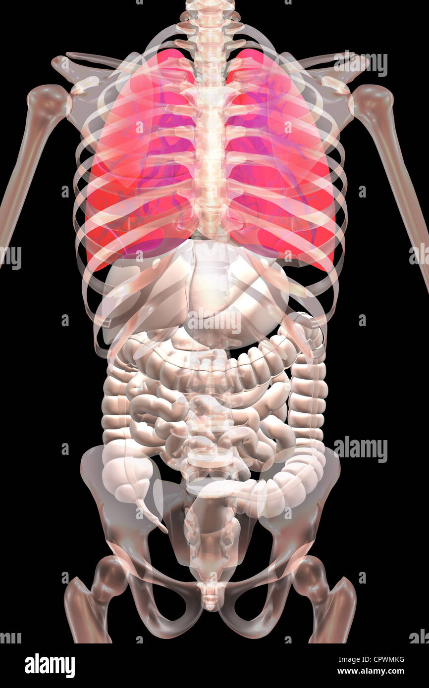 Illustrazione anatomica del corpo umano che mostra ai polmoni e ad altri organi Foto Stock