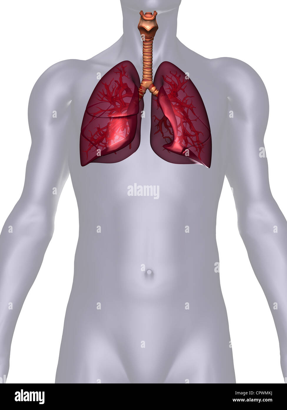 Illustrazione anatomica del corpo umano che mostra i polmoni Foto Stock
