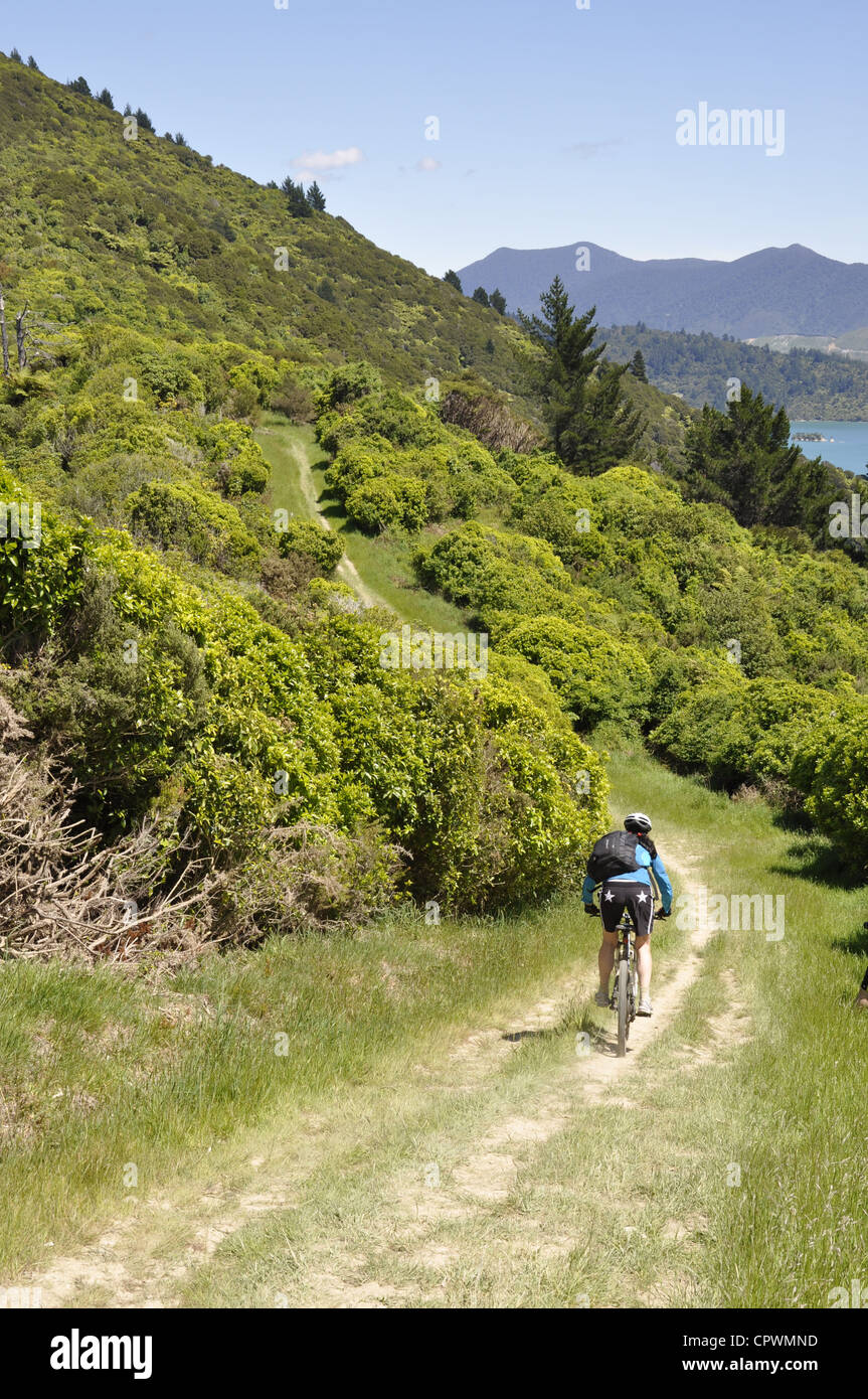 Queen Charlotte Track, Marlborough Sounds, Isola del Sud, Nuova Zelanda Foto Stock