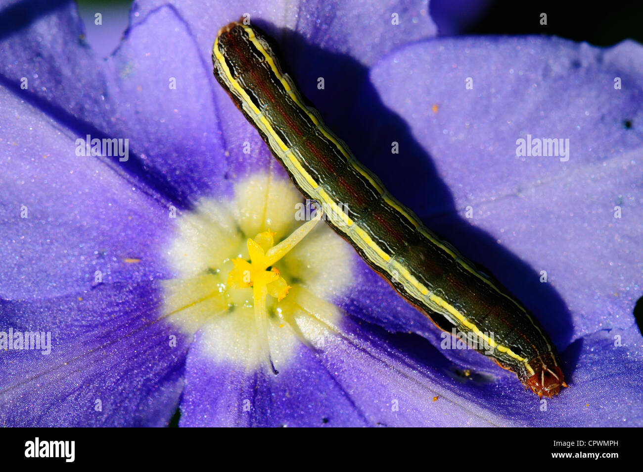 Giardino con striping Caterpillar Foto Stock