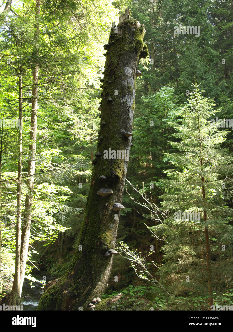 Vecchio albero marcio log con tinder fungo / Fomes fomentarius / alter morscher Baum mit Zunderschwämmen Foto Stock