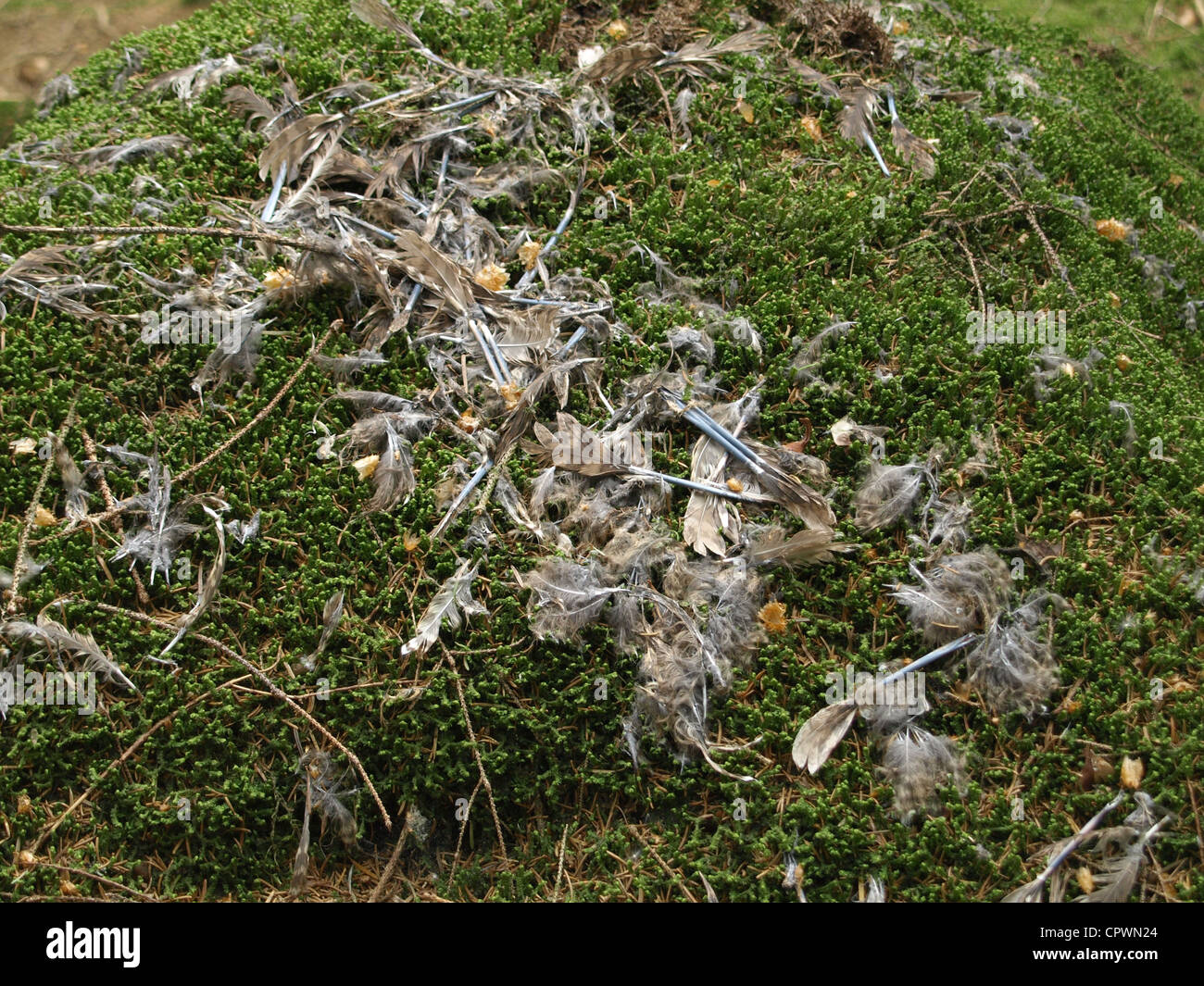 Piume da un allocco (Strix aluco) dopo tirare fuori da uno Sparviero (Accipiter nisus), Foresta Bavarese, Germania, Europa Foto Stock