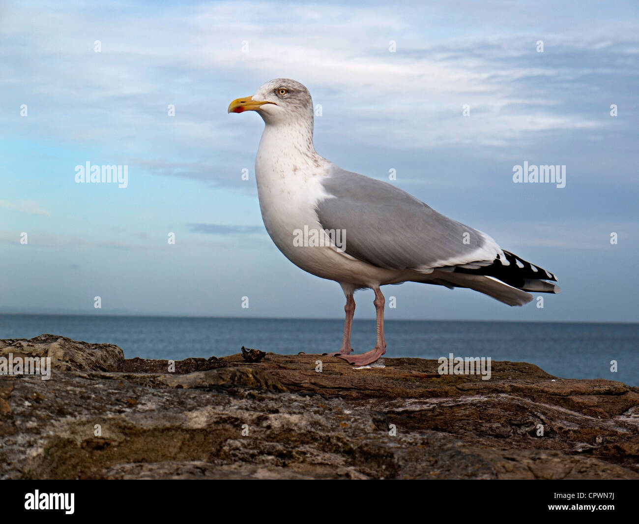 Seagull Camere con vista mare in Saint Andrews Foto Stock