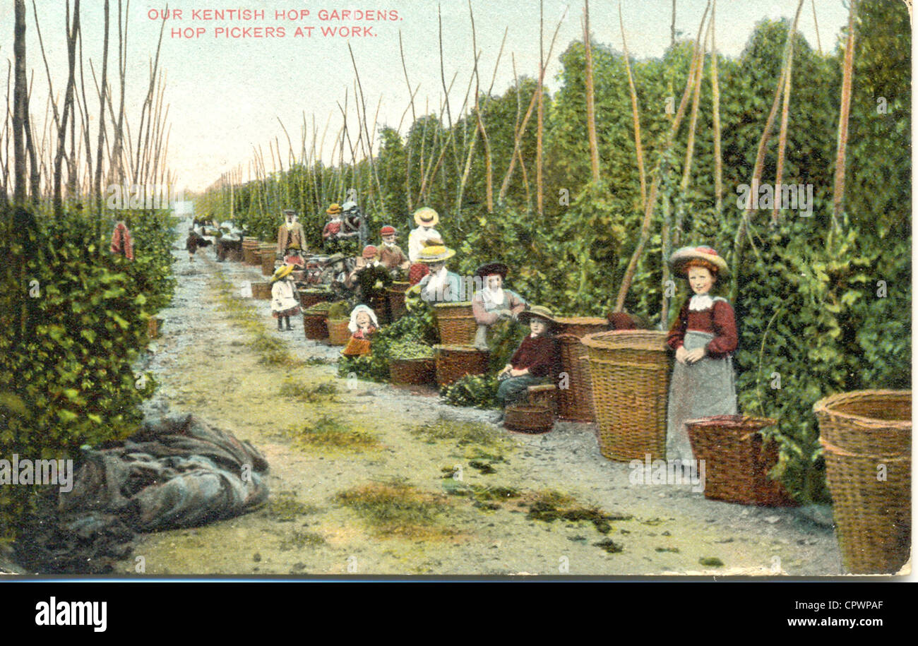 Cartolina di Kentish hop gardens Foto Stock