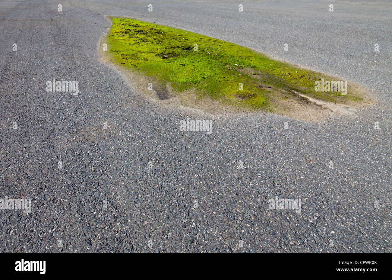 Area verde di muschio sulla superficie del tarmac, Finlandia Foto Stock