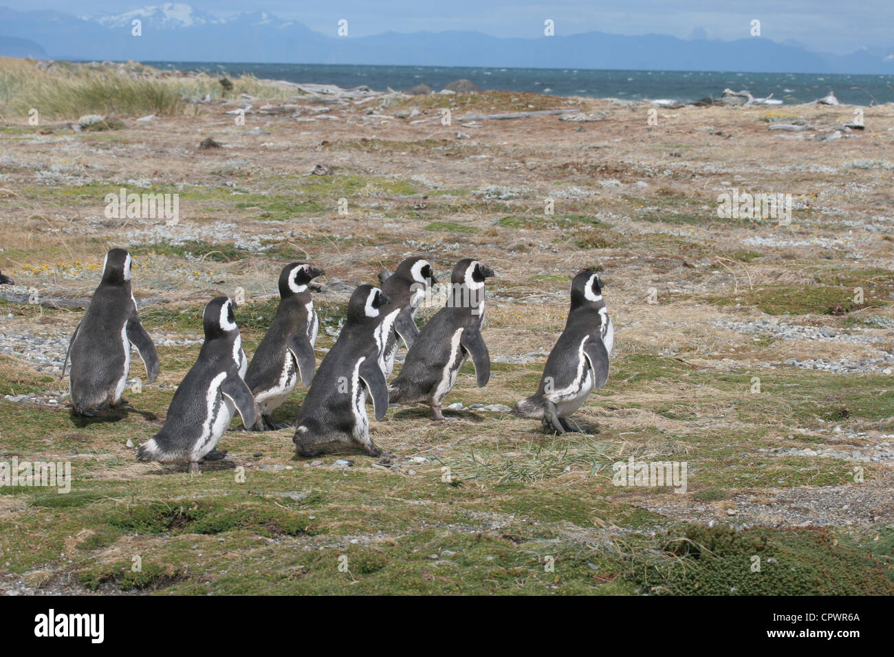 Gruppo di i pinguini di Magellano una passeggiata attraverso i campi per andare al bordo delle acque, Punta Arenas, Cile Foto Stock