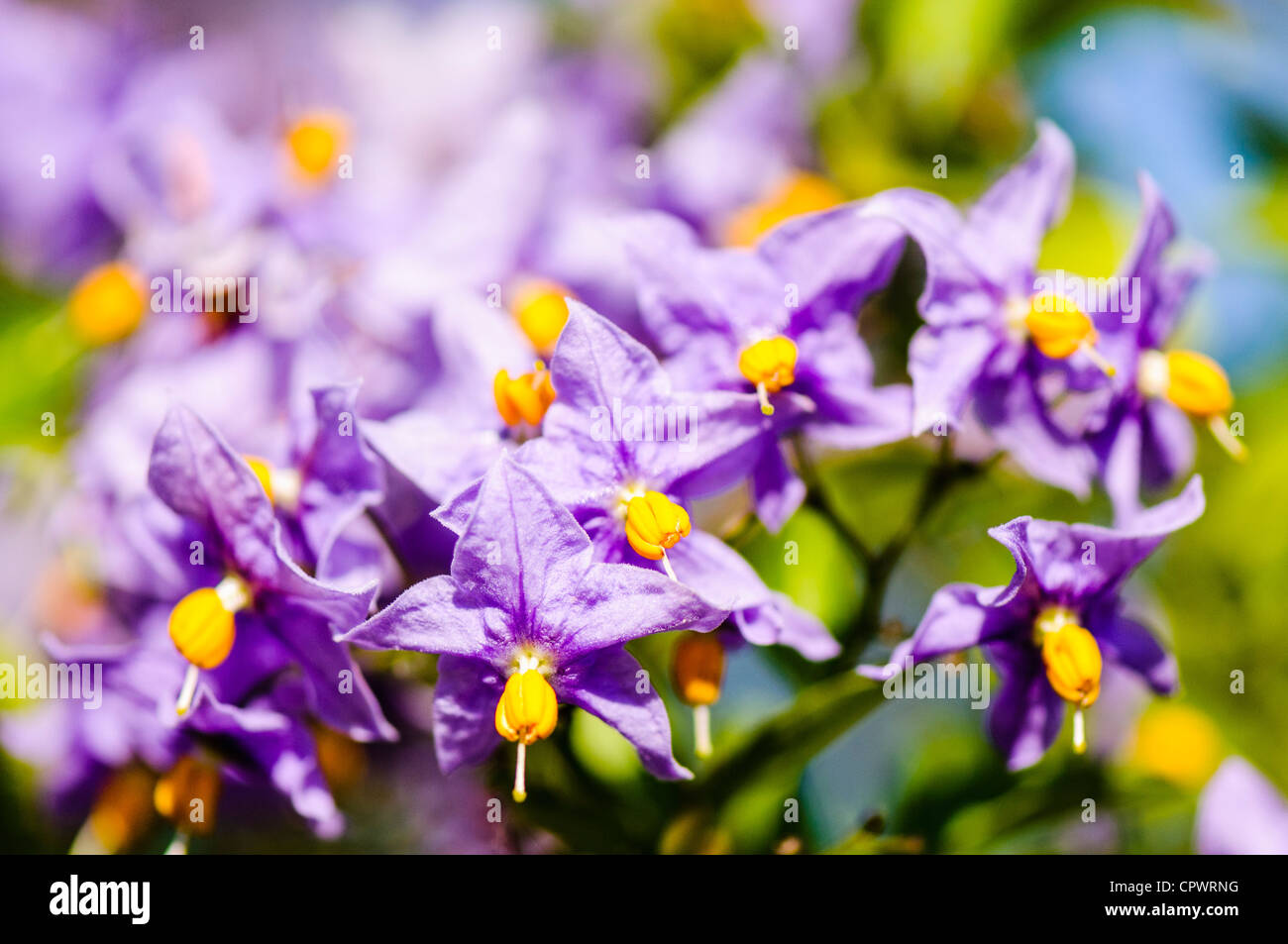 Solanum crispum 'Glasnevin' Foto Stock