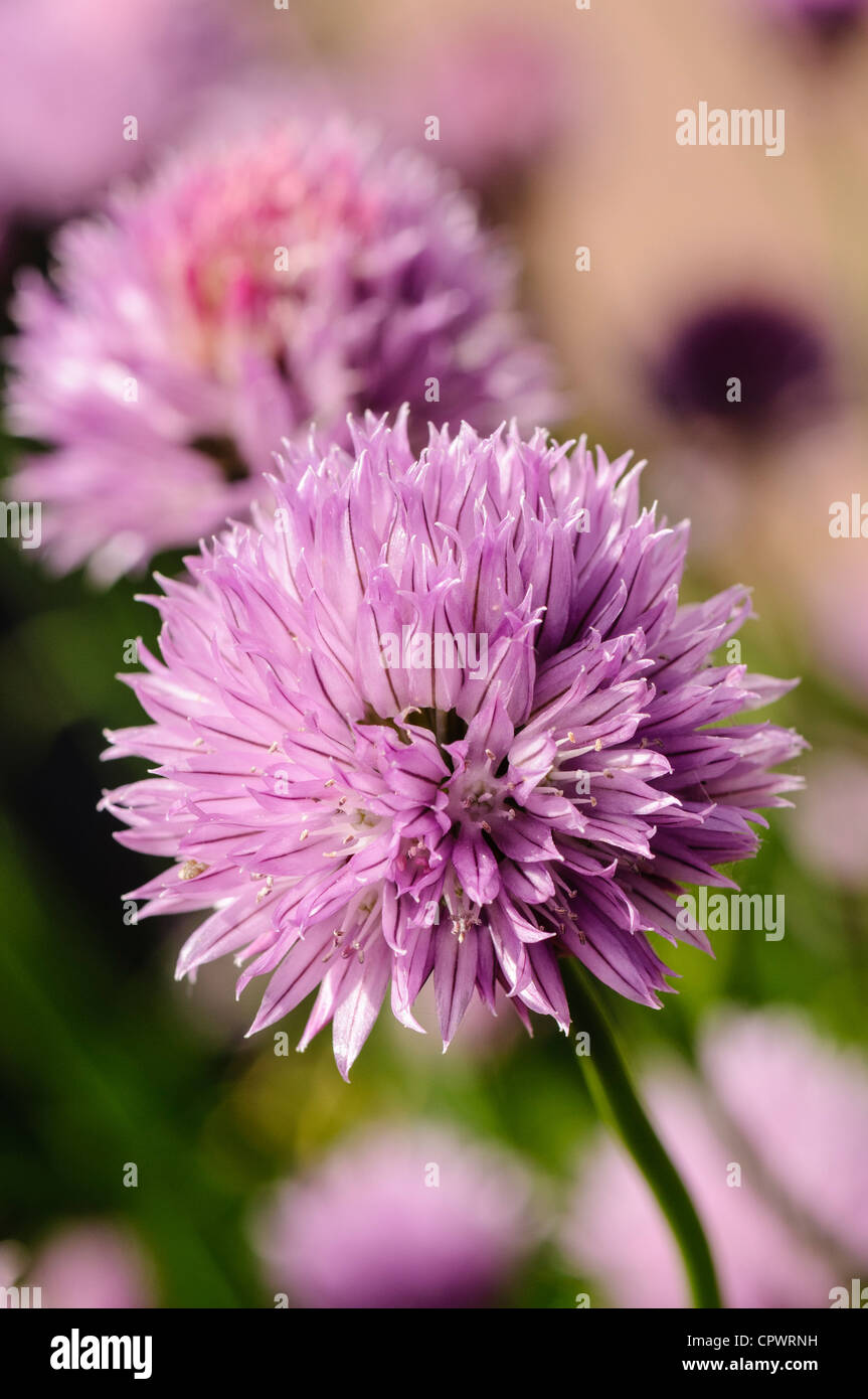 Giardino di erba cipollina (Allium schoenoprasum) in fiore Foto Stock