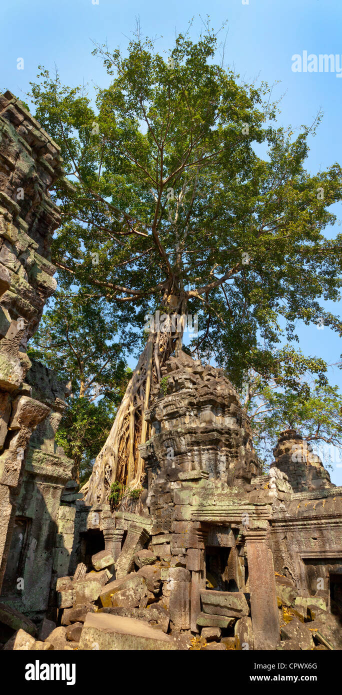 Antica foresta pluviale tropicale alberi overgrowing rovinato le pareti del tempio, Ta Prohm, Angkor, Siem Reap Provincia, in Cambogia. Foto Stock