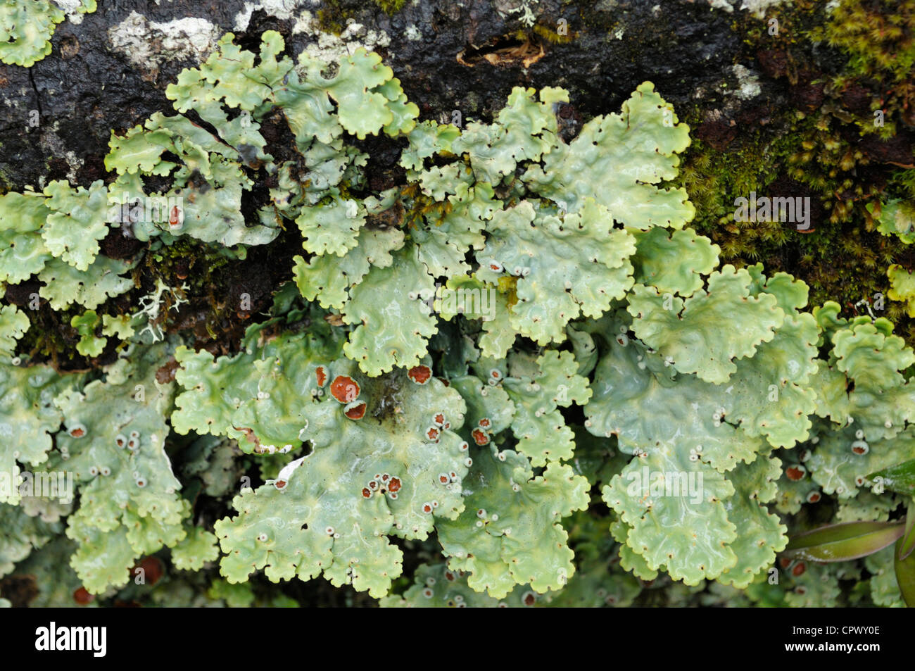 Foliose lichen, Cerro de la Muerte, Costa Rica Foto Stock
