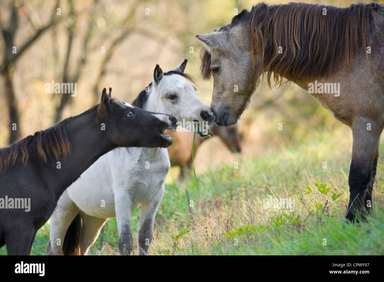 Cavalli in miniatura degli animali appena svezzati con stallone Foto Stock