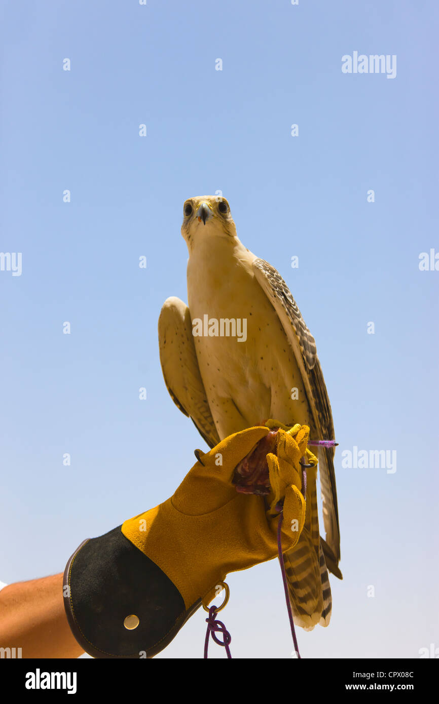 Falcon appollaiato sulla mano d'uomo, Dubai, Emirati Arabi Uniti Foto Stock