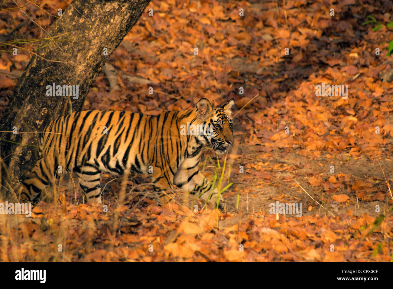 Cub di una tigre chiamato Kankati attraversando la strada a Siddh Baba prati in Bandhavgarh riserva della tigre. Foto Stock