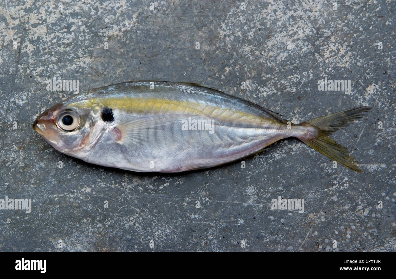 La striscia gialla Pesce di carangidi sulla consistenza del calcestruzzo. Foto Stock