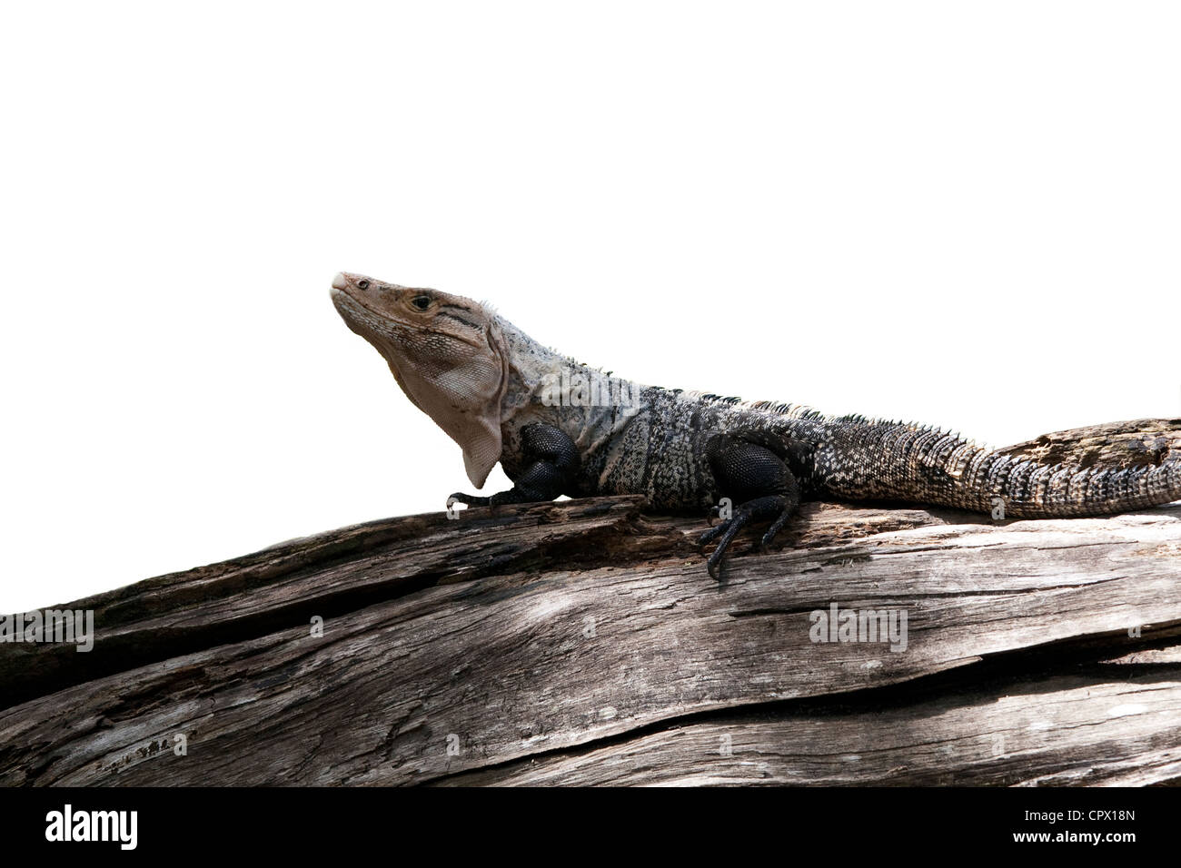 Isolato spinoso nero-tailed Iguana su un ramo Foto Stock