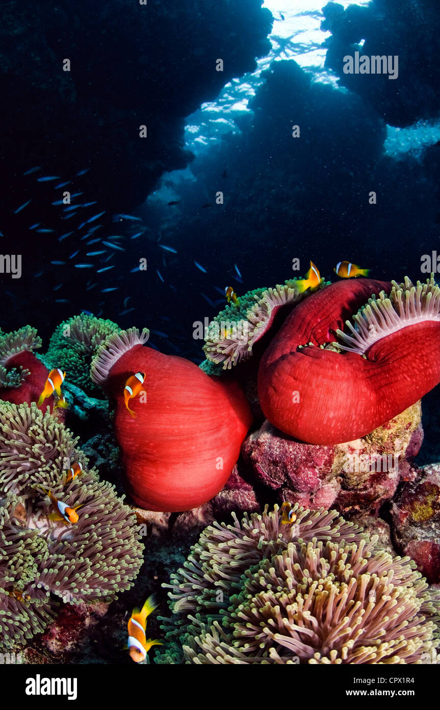 Pesce di anemone, St John's Reef, Mar Rosso, Egitto Foto Stock