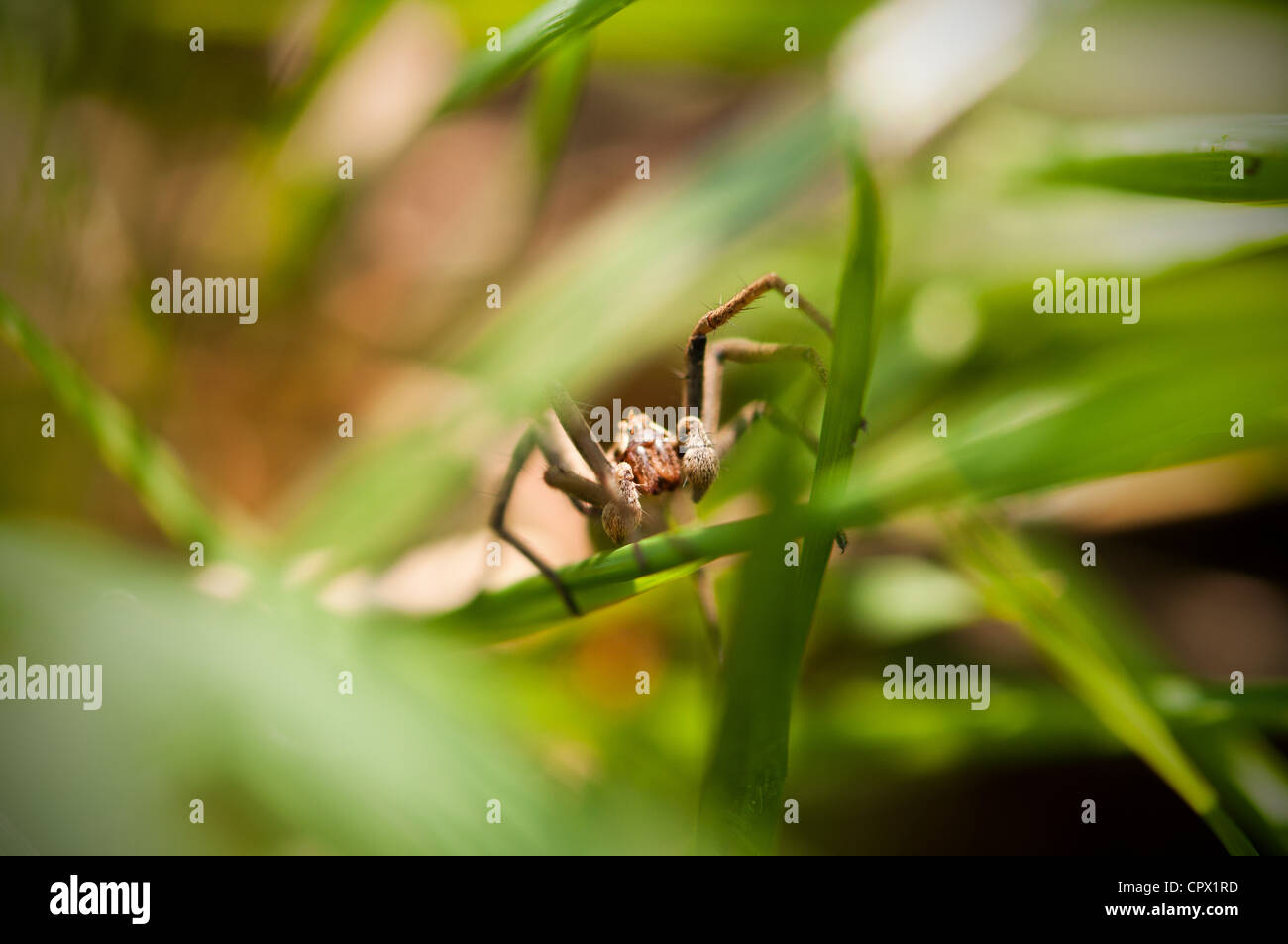 Spider nascondendo in erba Foto Stock