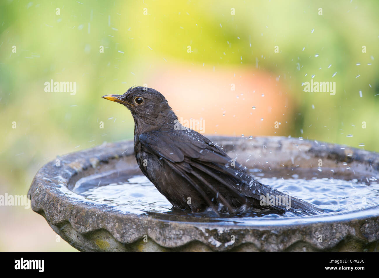 Turdus merula . Merlo femmina di lavaggio in una vasca da bagno uccelli Foto Stock