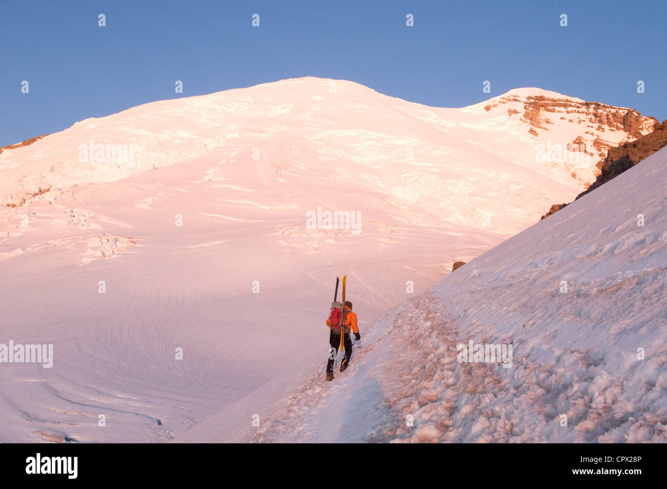 Scalatore maschio il trasporto di sci di montagna, Emmons ghiacciaio, il Parco Nazionale del Monte Rainier, Washington, Stati Uniti d'America Foto Stock