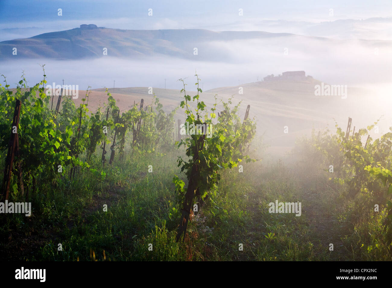 Vigneto, ponte d arbia siena, Toscana, Italia Foto Stock