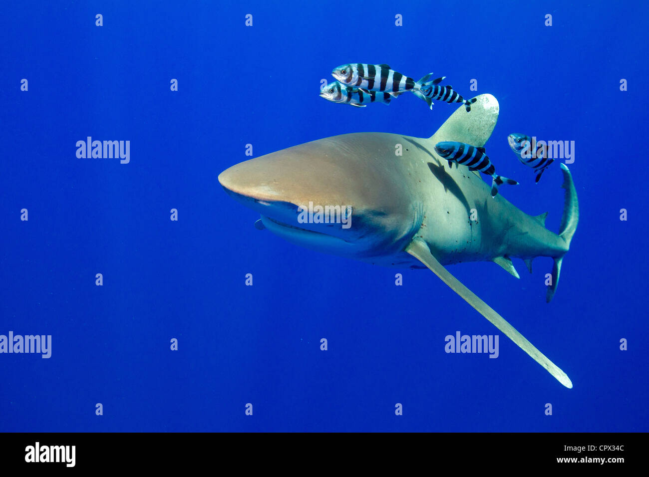 Vista della Oceanic whitetip Foto Stock