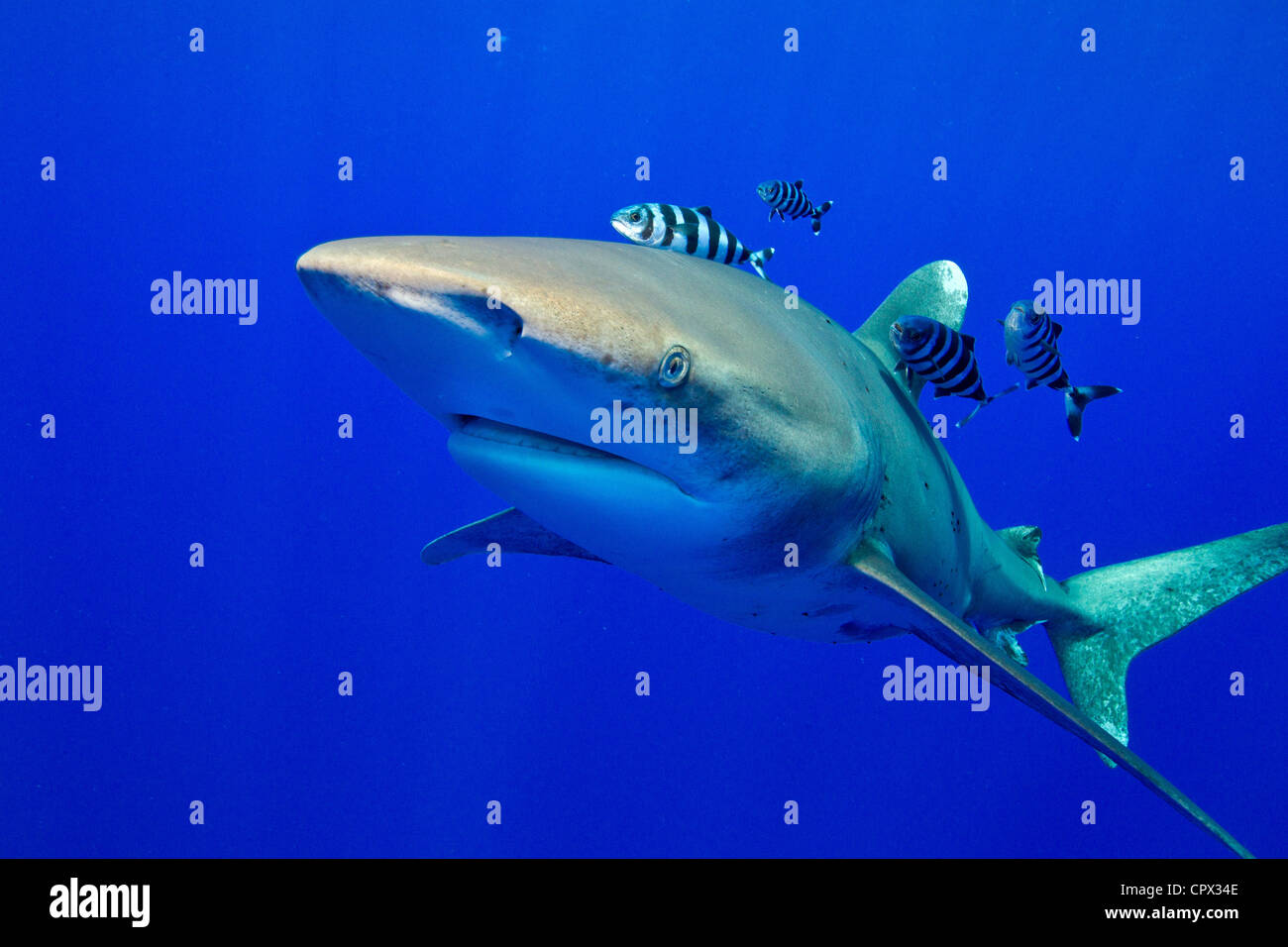 Vista della Oceanic whitetip Foto Stock