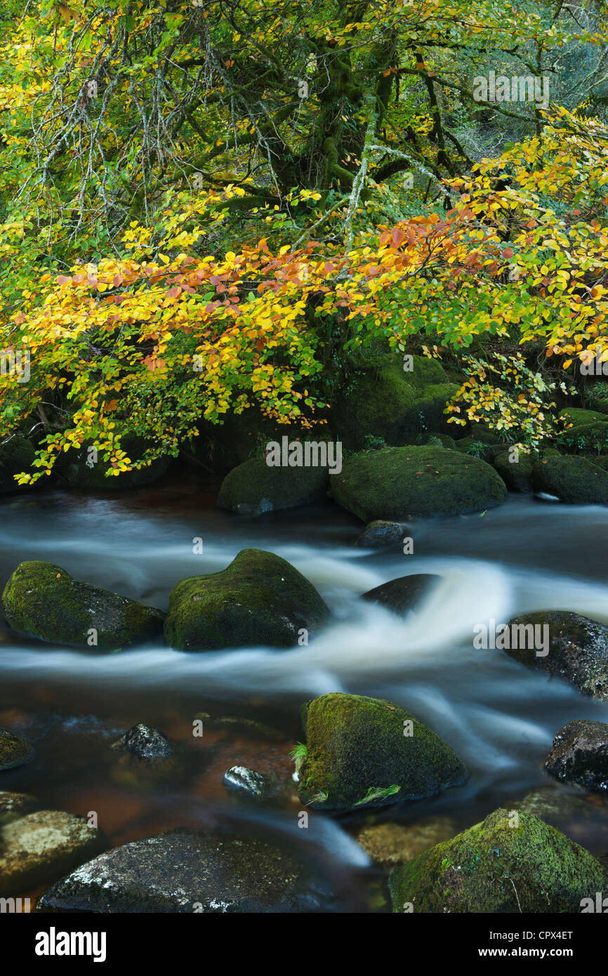 I colori autunnali lungo la East Dart River, Dartmoor Devon, Inghilterra, Regno Unito Foto Stock