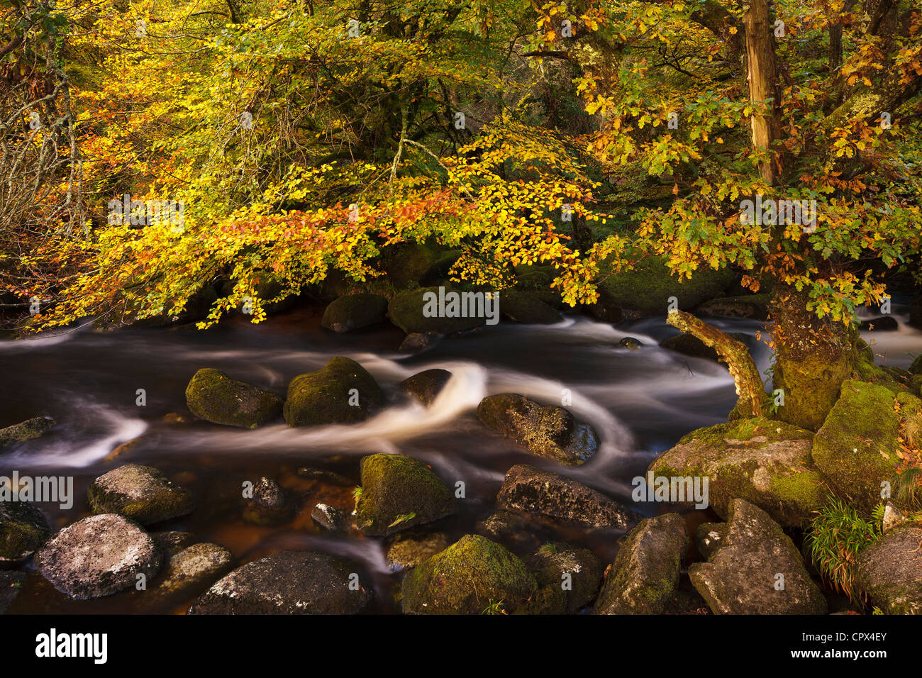 I colori autunnali lungo la East Dart River, Dartmoor Devon, Inghilterra, Regno Unito Foto Stock