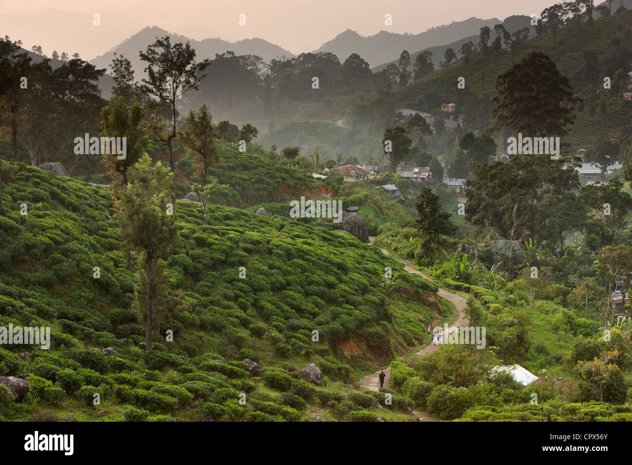 Villaggio di Namunukalu circondato da una piantagione di tè, nr Ella, Southern Highlands, Sri Lanka Foto Stock