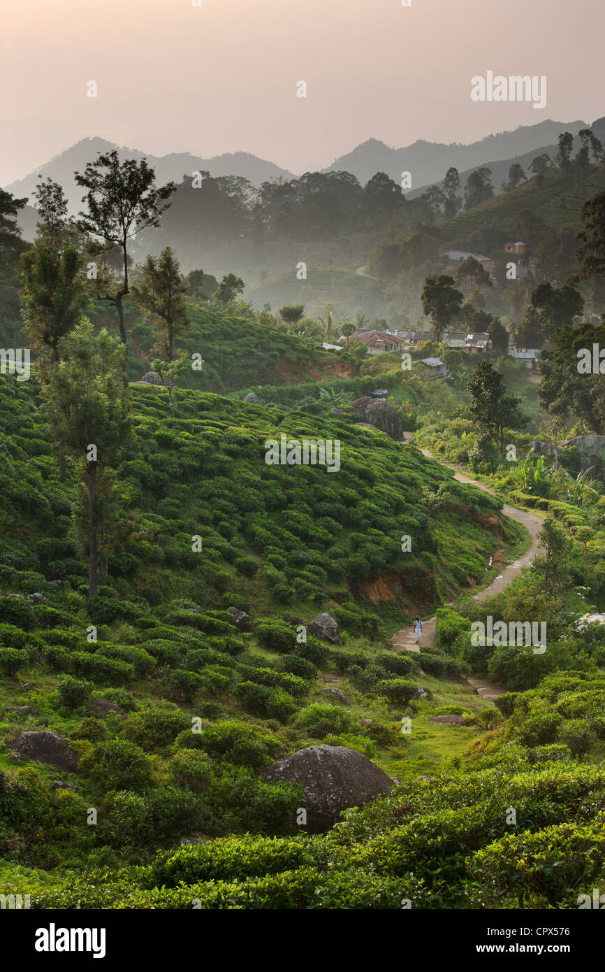 Villaggio di Namunukalu circondato da una piantagione di tè, nr Ella, Southern Highlands, Sri Lanka Foto Stock