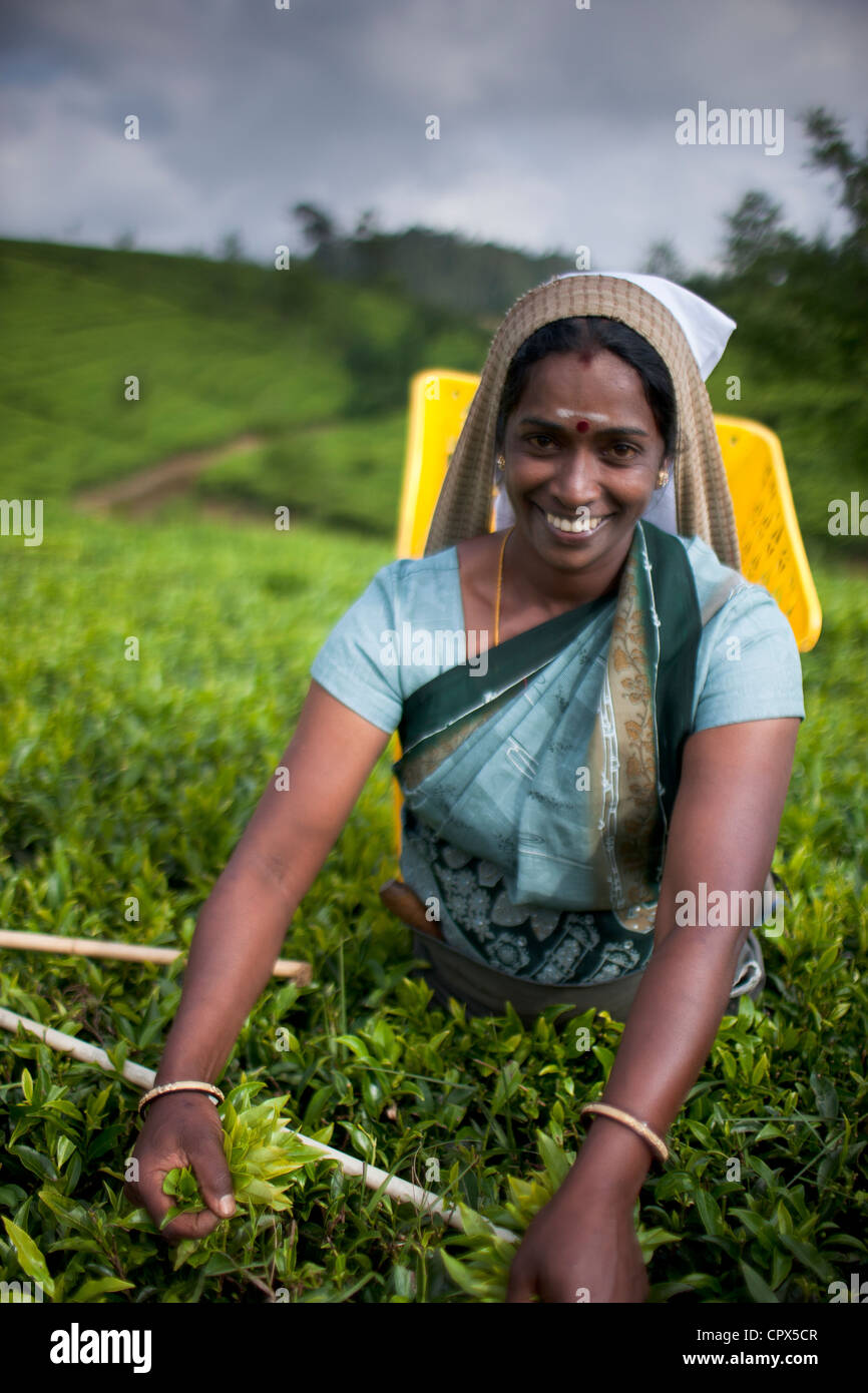 Il tè pluckers sul Pedro station wagon, Nuwara Eliya, Southern Highlands, Sri Lanka Foto Stock