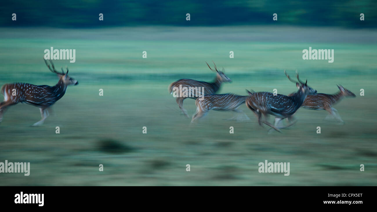 Avvistato cervi, Wilpattu National Park, Sri Lanka Foto Stock