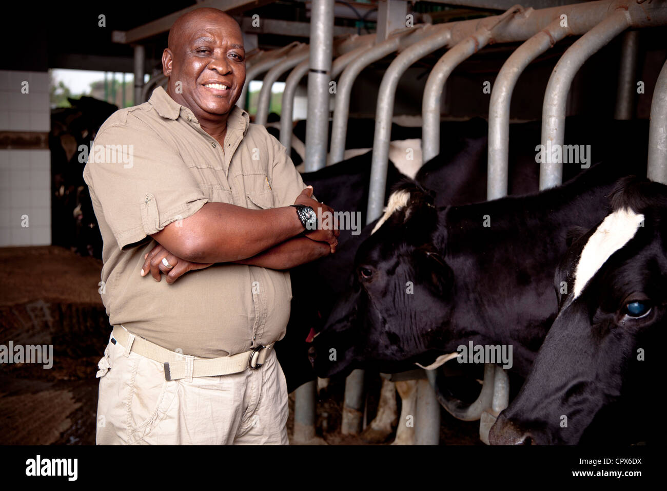 L'agricoltore nero sorge in una casa di mungitura, circondato da vacche Foto Stock
