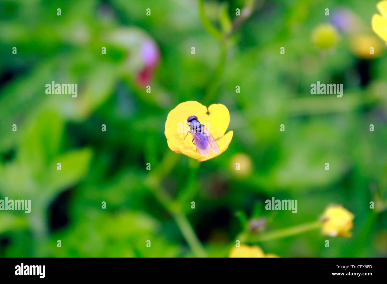 Bee in un fiore giallo Foto Stock