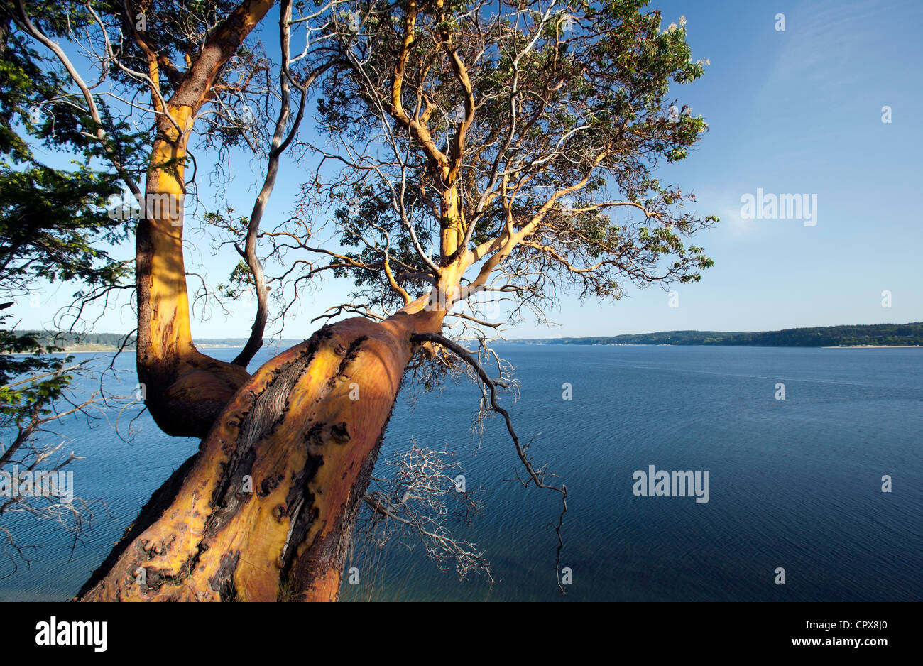 Il corbezzolo a sbalzo ad albero Puget Sound - Camano Island State Park - Camano Island, Washington, Stati Uniti d'America Foto Stock