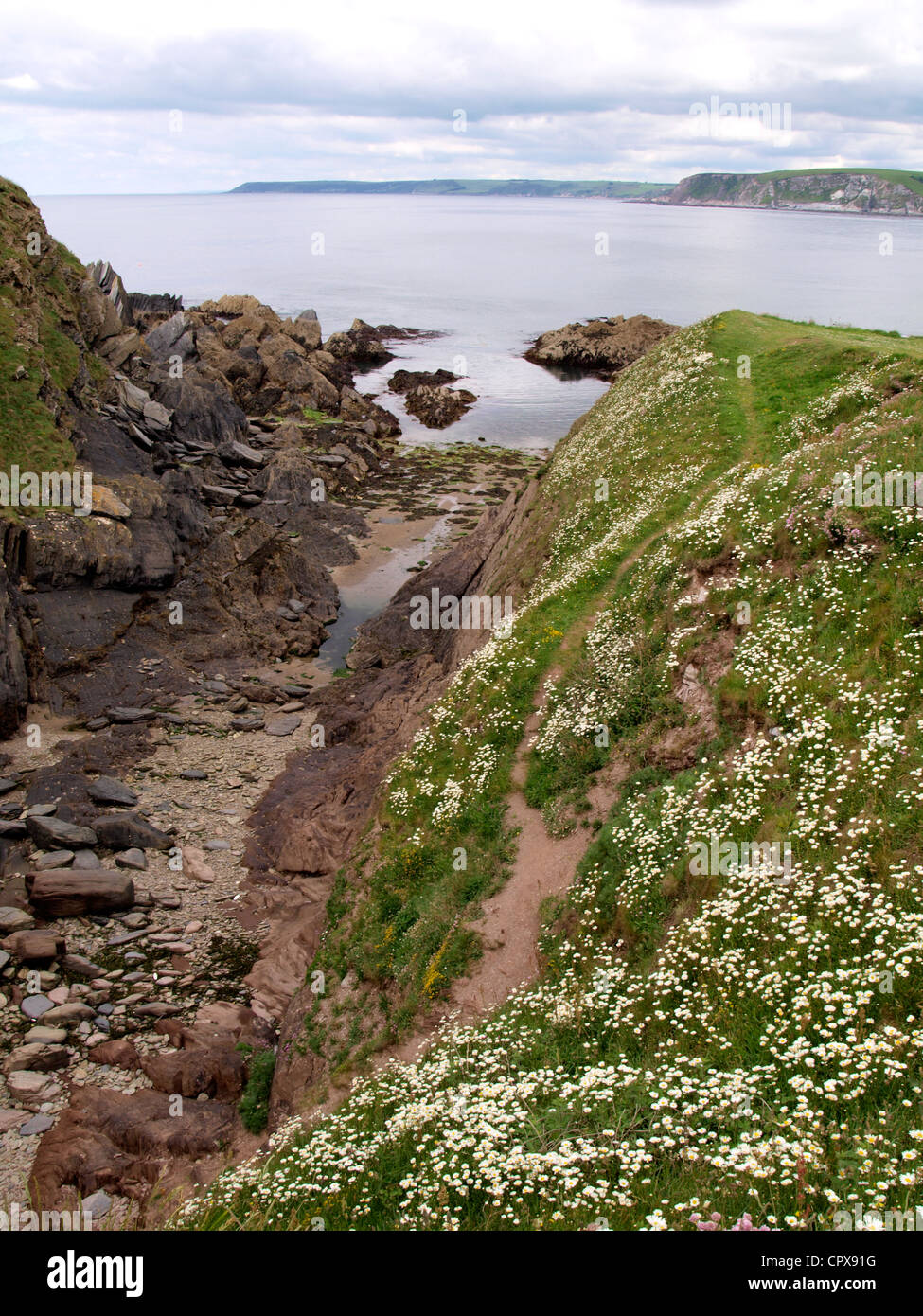 Margherite sulla South Devon Coast, REGNO UNITO Foto Stock