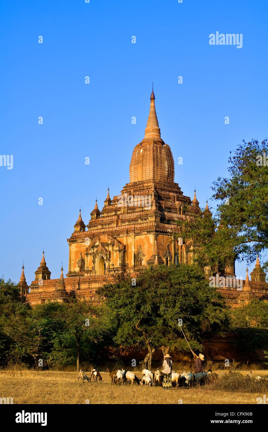 Myanmar Birmania Mandalay Division Bagan vecchio pagana Bagan Pagoda Sulamani Pahto Sulamani costruita fine del XII secolo pastore con Foto Stock