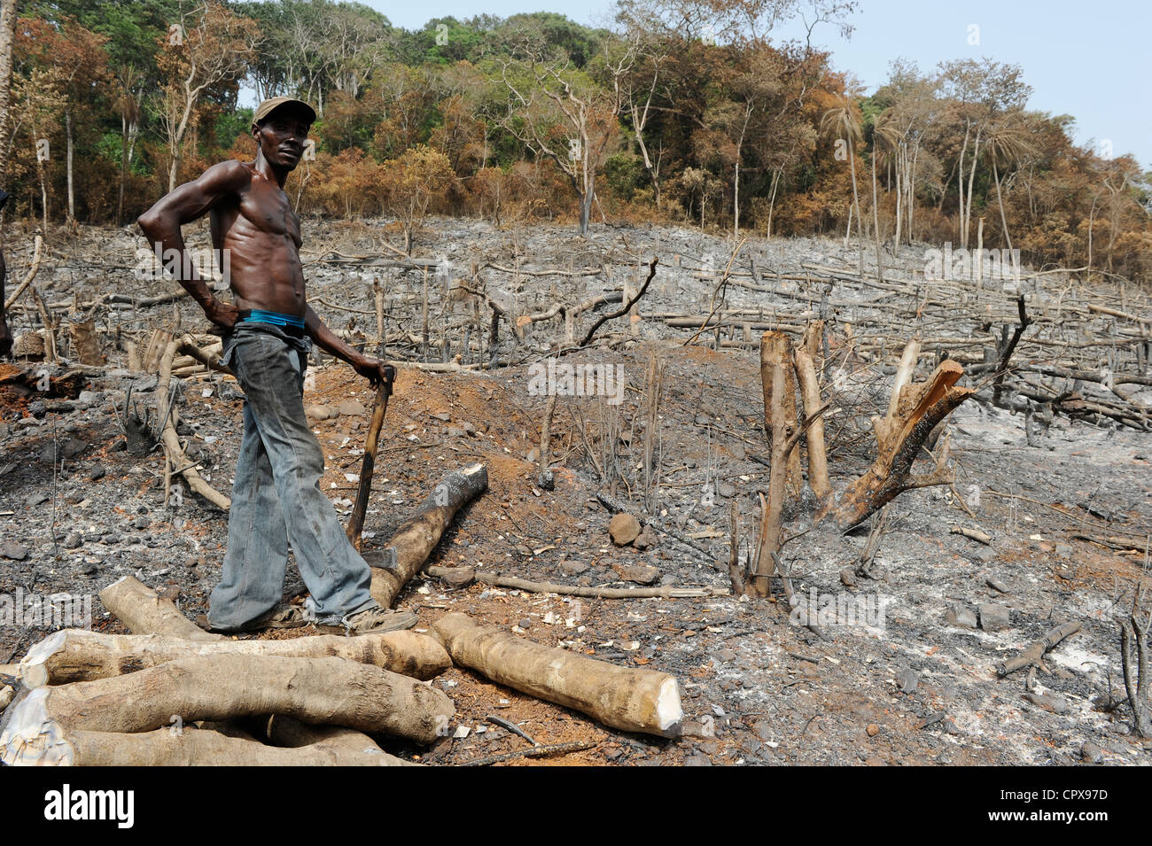 SIERRA LEONE, Kent, il disboscamento illegale della foresta pluviale in area ovest Penisola Foresta , il legname è utilizzato per carbone e firewoods Foto Stock