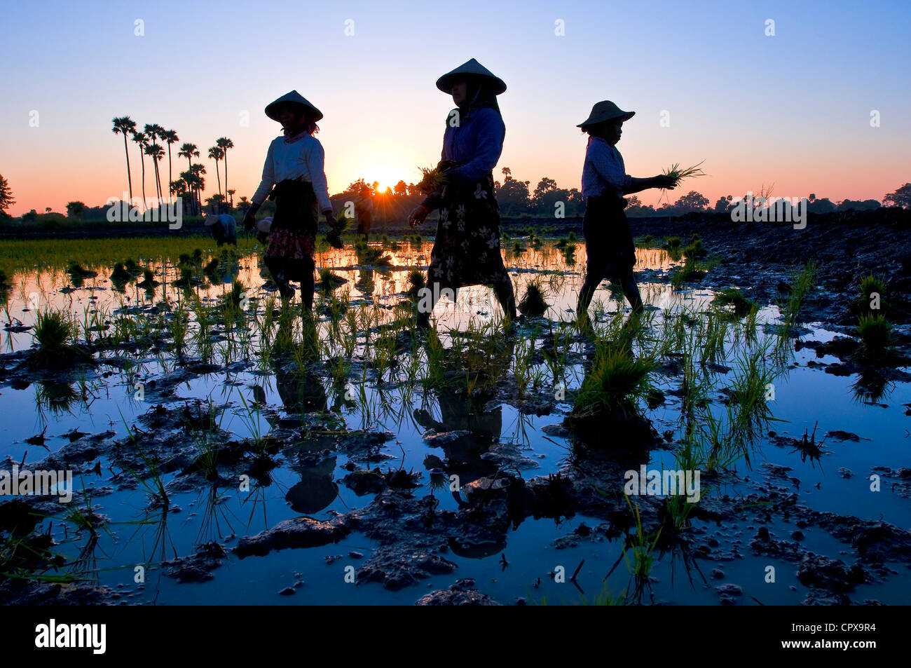 Myanmar Birmania Mandalay Division Ava non lontano da Kyaung Me Nu Ok monastero ma te lo stagno Marmaraye San San vincere il trapianto di riso Foto Stock