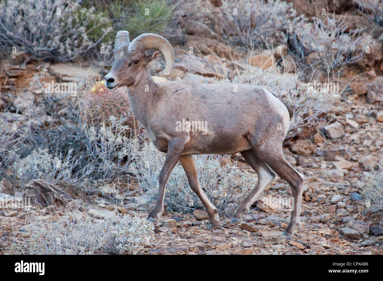 Big Horn pecore, del Grand Canyon Foto Stock