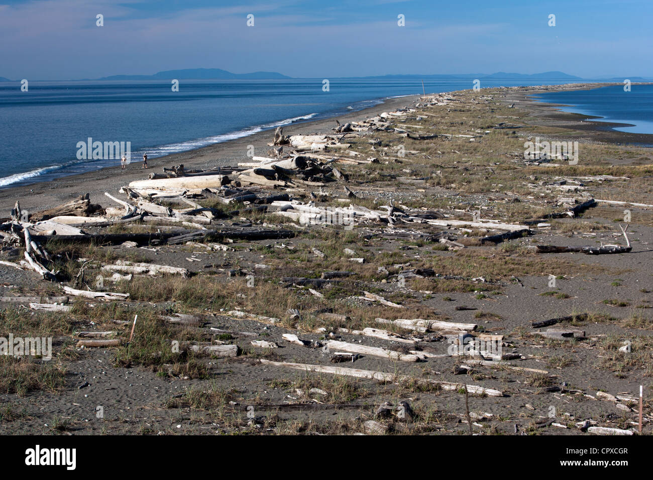 Spiedo di sabbia - Dungeness National Wildlife Refuge - Sequim, Stati Uniti di Washington Foto Stock