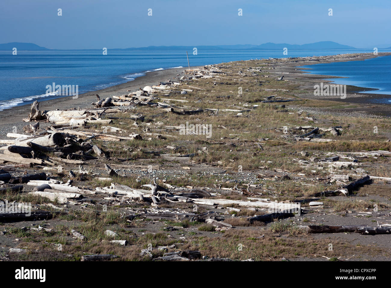 Spiedo di sabbia - Dungeness National Wildlife Refuge - Sequim, Stati Uniti di Washington Foto Stock