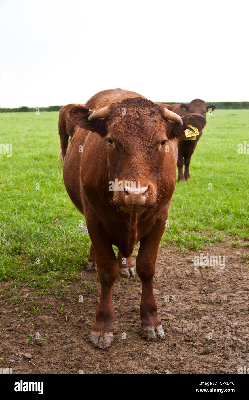 Giovani Devon rosso rubino di bovini da carne in un pascolo Foto Stock