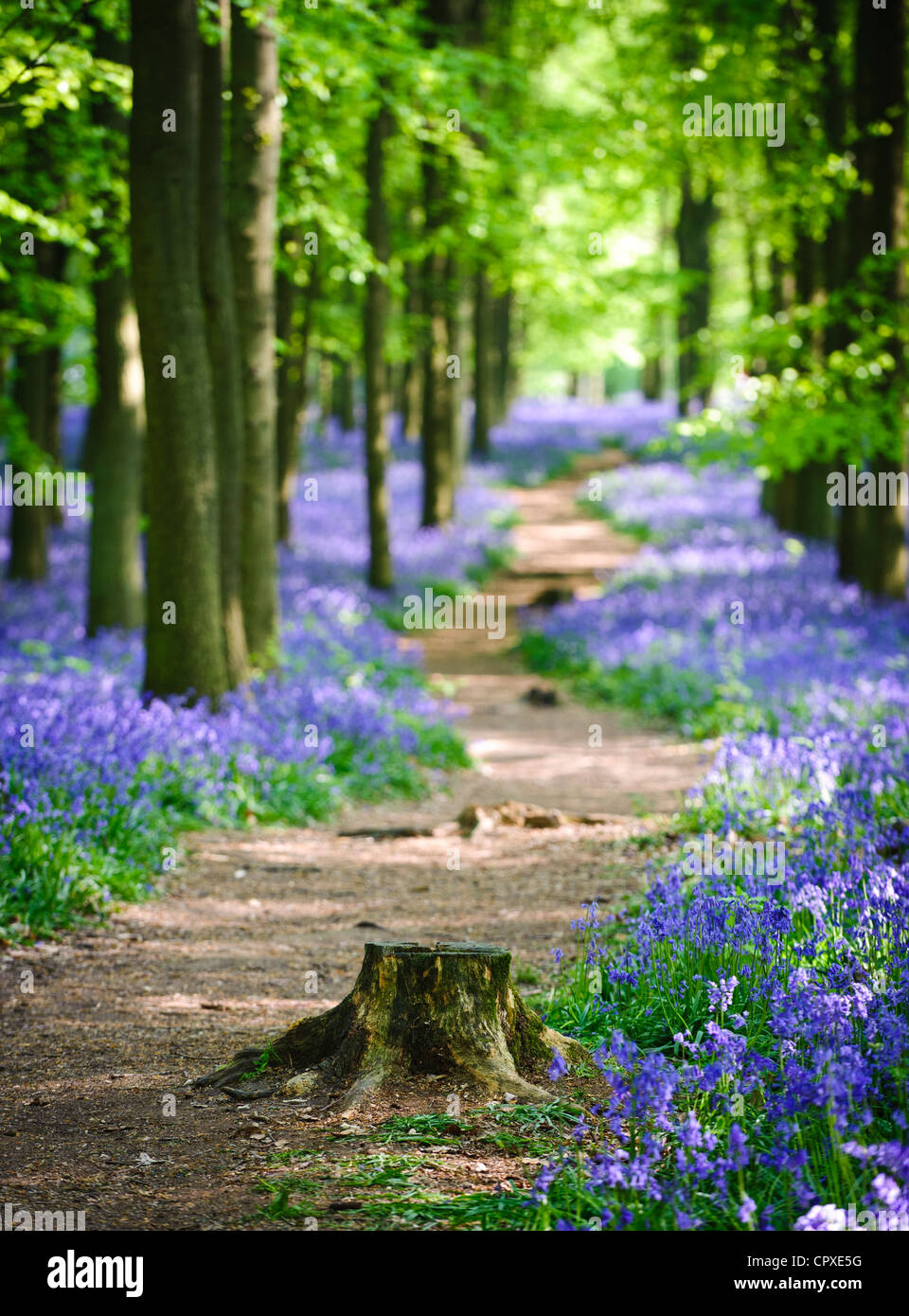 Bluebells in piena fioritura che ricopre il pavimento in un tappeto di colore blu in una bellissima spiaggia tree bosco in Hertfordshire, Inghilterra, Regno Unito Foto Stock