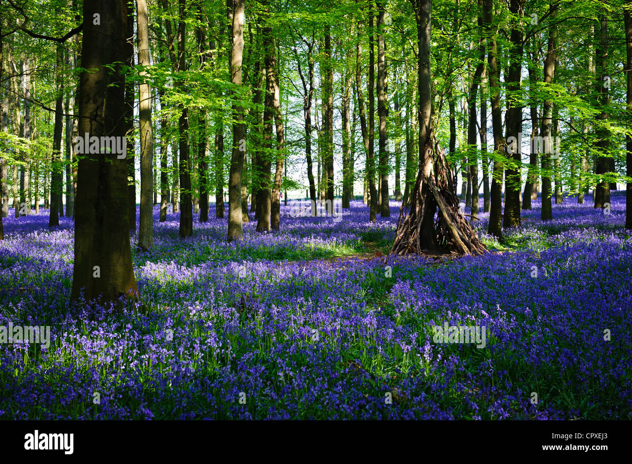 Bluebells in piena fioritura che ricopre il pavimento in un tappeto di colore blu in una bellissima spiaggia tree bosco in Hertfordshire, Inghilterra, Regno Unito Foto Stock