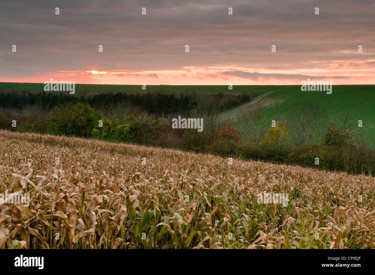 South Downs, Hampshire Foto Stock
