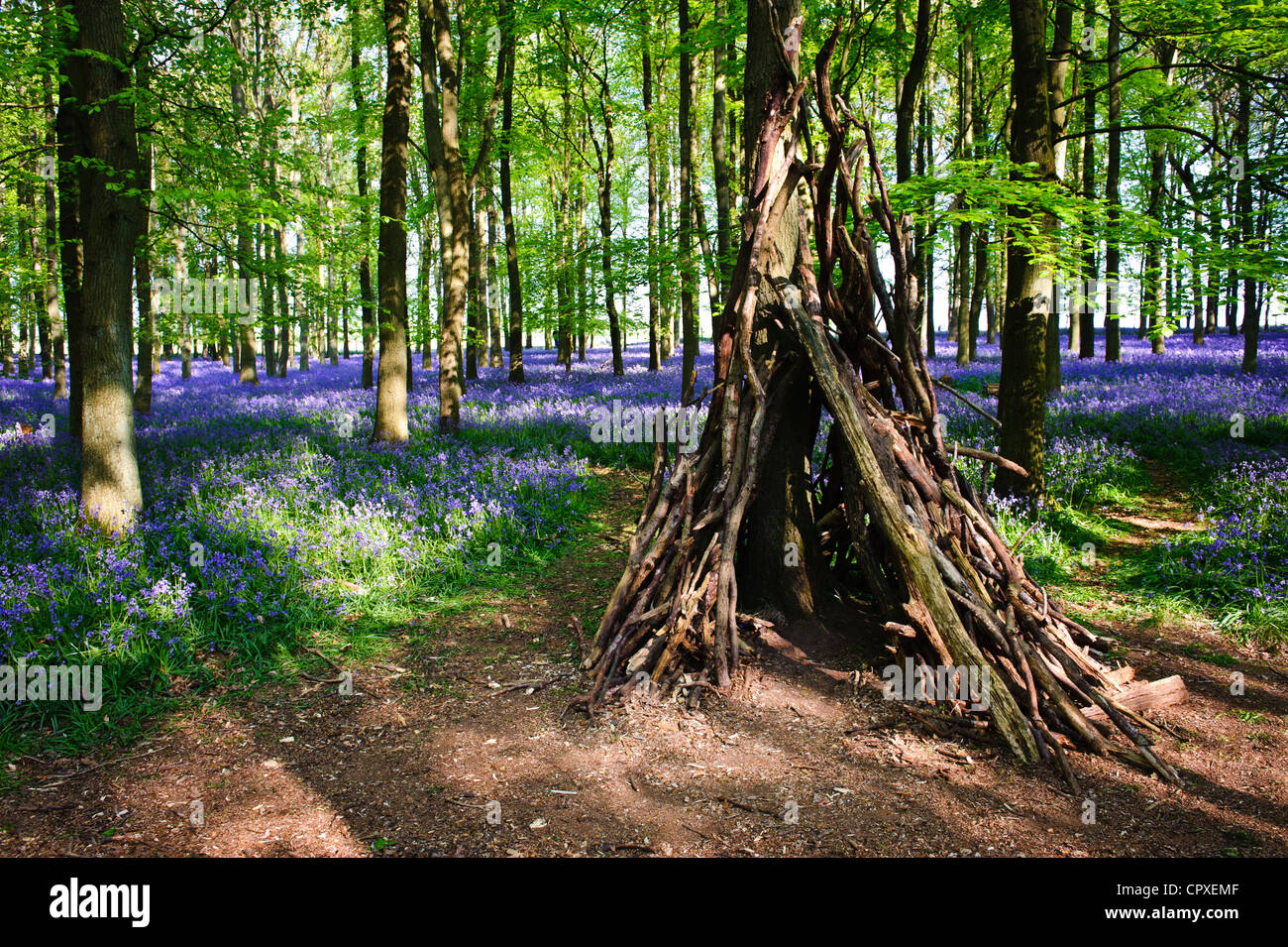 Bluebells in piena fioritura che ricopre il pavimento in un tappeto di colore blu in una bellissima spiaggia tree bosco in Hertfordshire, Inghilterra, Regno Unito Foto Stock